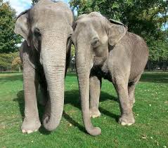 Actual Picture of 2 elephants