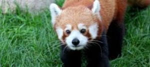 Photo of Red Panda